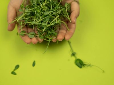 A green plant representing freshness and vitality